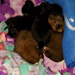 Pomeranian Puppies from Kegler Pomeranians