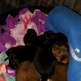 Pomeranian Puppies from Kegler Pomeranians