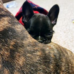 French Bulldog Puppies from Cry Havoc Frenchies