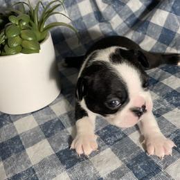 Boston Terrier Puppies from So Cal Boston’s