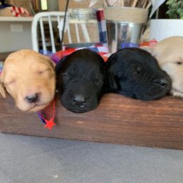 Goldendoodle Puppies from Black Forest Doodles