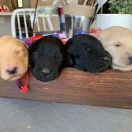 Goldendoodle Puppies from Black Forest Doodles
