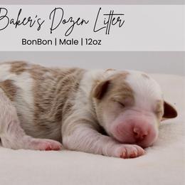 BonBon - Parti male Goldendoodle puppy in Comanche, Texas from Central Texas Doodles, LLC.