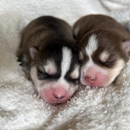 Pomsky Puppies from SRF Pomskies