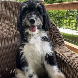 Bernedoodle Puppies from High Peaks Bernedoodles