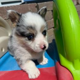 Pippin(blue merle,triple clear) - Blue merle and white female American Corgi puppy in Scottown, Ohio from Wyndy Ridge Corgis