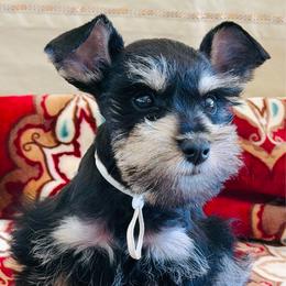 Beau - Black and silver male Miniature Schnauzer puppy in Moreauville, Louisiana from Bayou Schnauz and Dals