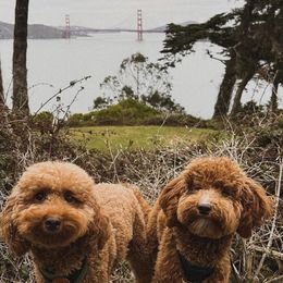 Aussiedoodle and Goldendoodle Puppies from Garside Doodles