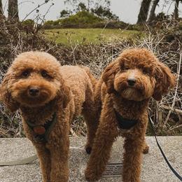 Aussiedoodle and Goldendoodle Puppies from Garside Doodles