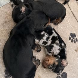Dachshund puppies from Cotton Hill Dachshunds