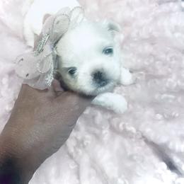 Maltese and Yorkshire Terrier Puppies from tatortot pup