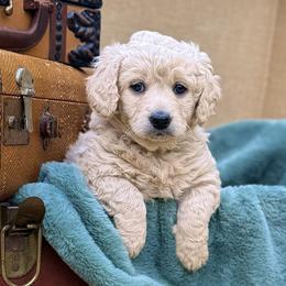 Bernedoodle and Goldendoodle Puppies from Have-a-Doodle Hill