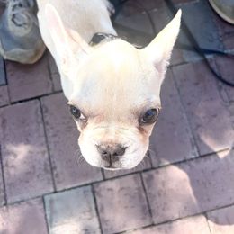 French Bulldog Puppies from Southern Mississippi Frenchies