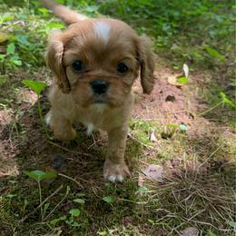 Phoebe - Ruby female Cavalier King Charles Spaniel puppy in Watkinsville, Georgia from Cavaliers of Windsor