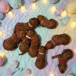 Girl 7 - Red  female Poodle puppy in Mc Henry, Illinois from Sunset Maple Poodles