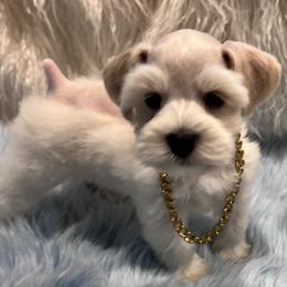 Scout - Wheaten male Miniature Schnauzer puppy in San Augustine, Texas from My Little Schnauzer Pals