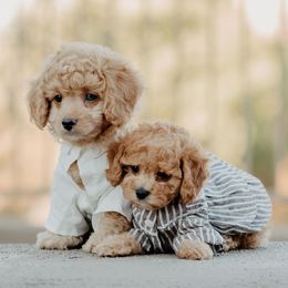 Bernedoodles, Cavapoos, and Sheepadoodles from Arizona Desert Doodles