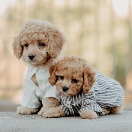 Bernedoodles, Cavapoos, and Sheepadoodles from Arizona Desert Doodles