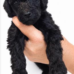Kisses - Blue female Poodle puppy in Greenwich, New York from MizzElle’s Standard Poodles
