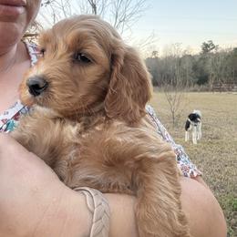 Girl 3 mint collar - female Goldendoodle puppy in Wesson, Mississippi from Southern Country Doodles