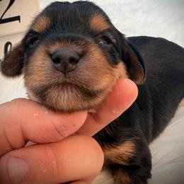 Standard girl - Black and tan female Yorkshire Terrier puppy in Machesney Park, Illinois from Three Yorkie Family