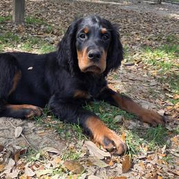 Boy 3 - Black and tan male Gordon Setter puppy in Milton, Florida from Katherine's Golden Retrievers, Gordon Setters, and English Setters