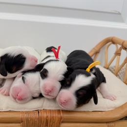 Bernedoodle puppies from Coffey House Doodles