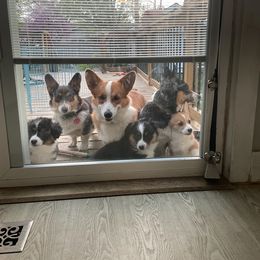 Pembroke Welsh Corgi Puppies from Corgitown