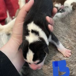 Boy 1 - Siberian Husky puppy in Edinburg, Virginia from Mountain River Huskies