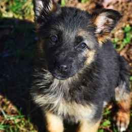 German Shepherd Puppies from Mengerhaus