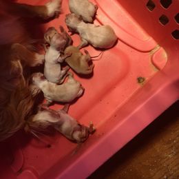 Chihuahua Puppies from Home Grown Chihuahuas From Iowa