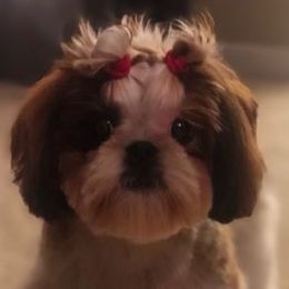 Shih Tzus from PawPeeps Pride