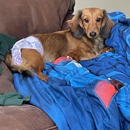 Prada - Dachshund