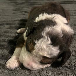 Boy 1 - Blue merle male Aussiedoodle puppy in Melrose, Florida from Howdilly Doodley