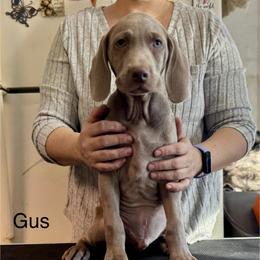 Gus - Silver gray male Weimaraner puppy in Aitkin, Minnesota from Whispering’s GunDogs