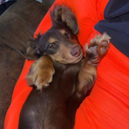 Milo - Dachshund
