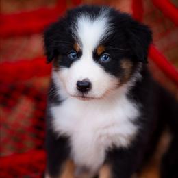 Karen - Black tri-color female Australian Shepherd puppy in Georgetown, Texas from River Reign Australian Shepherds