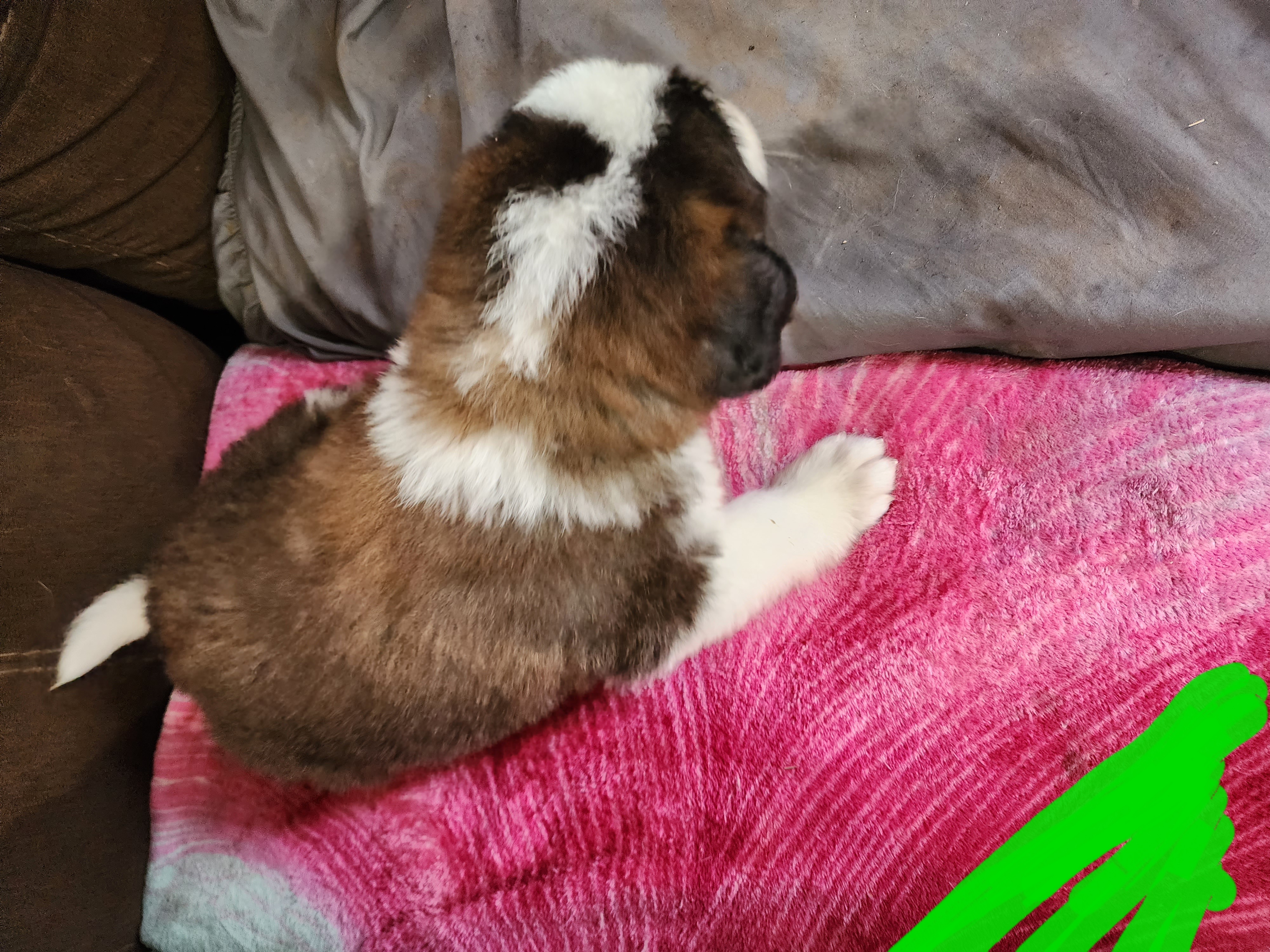 Saint Bernard Puppies from Tonya Tate's Saint Bernards