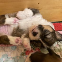 Pembroke Welsh Corgi Puppies from Mountain Meadow Farm