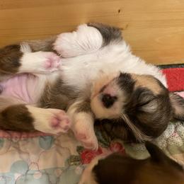Pembroke Welsh Corgi Puppies from Mountain Meadow Farm