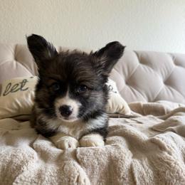 FULL FLUFFY- Huckleberry - Fawn male Pembroke Welsh Corgi puppy in Decatur, Texas from Bar S Corgis