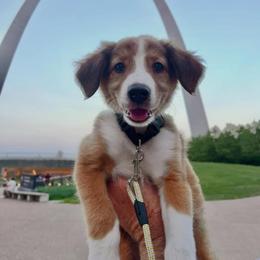 English Shepherd Puppies from Town & Country English Shepherds