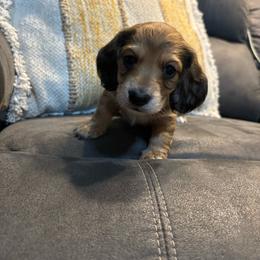Beau - Red male Dachshund puppy in Wayland, Iowa from CR Kennels