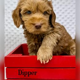 Dipper - Caramel male Australian Labradoodle puppy in Sacramento, California from Delta Breeze Labradoodles