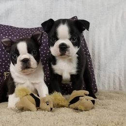 Boston Terrier and Italian Greyhound Puppies from 4Ever Boston Terriers & Italian Greyhounds