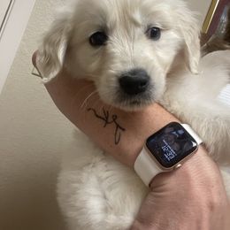 Golden Retriever Puppies from Garrett’s English Golden Retriever’s