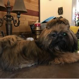 Koda Bear - Sable male Shih Tzu puppy in Cullman, Alabama from Divine Hill Farm