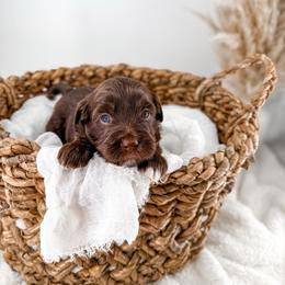 Brewed with love- Vienna - Chocolate female Goldendoodle puppy in Russell Springs, Kentucky from Milk & Honey Doodles