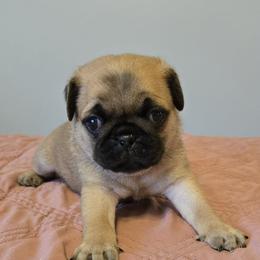 Boy 1 - Brindle male Pug puppy in Auburn, Kentucky from Prentice Family Pugs, Bugs & Corgis