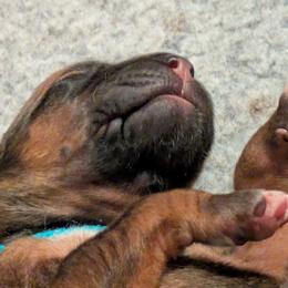 Girl 2 - female Rhodesian Ridgeback puppy in Middletown, Ohio from Mutare Ridgebacks